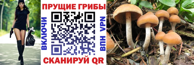 кракен как войти  Сунжа  Галлюциногенные грибы ЛСД 